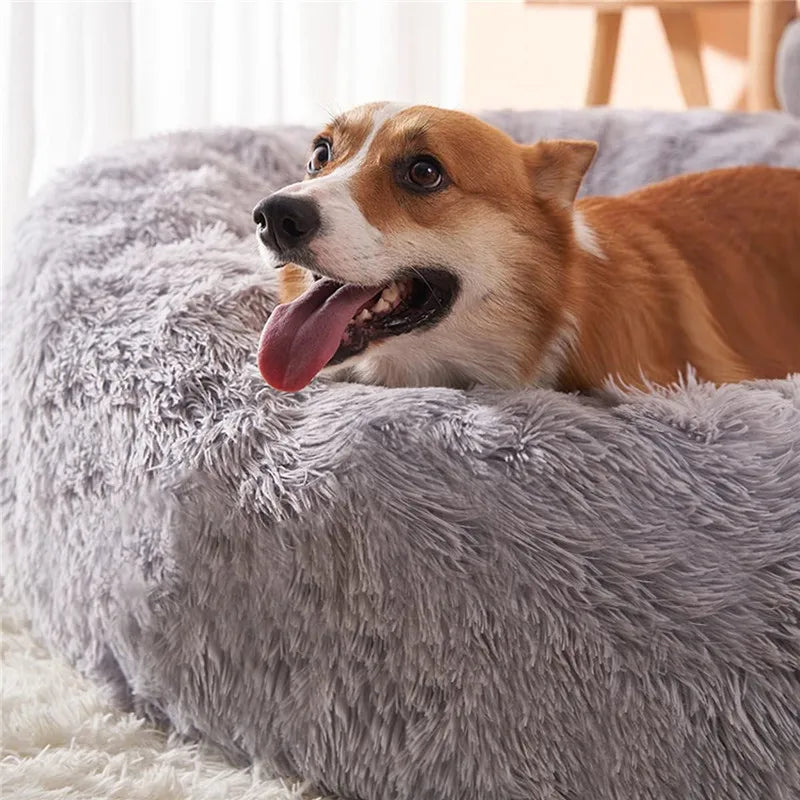 Chien avec la langue qui pend dans un panier rond en peluche